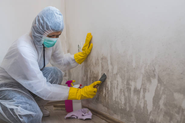 Best Post-Construction Mold Inspection  in Coldspring, TX