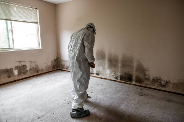 Trusted Coldspring, TX Mold Removal Experts